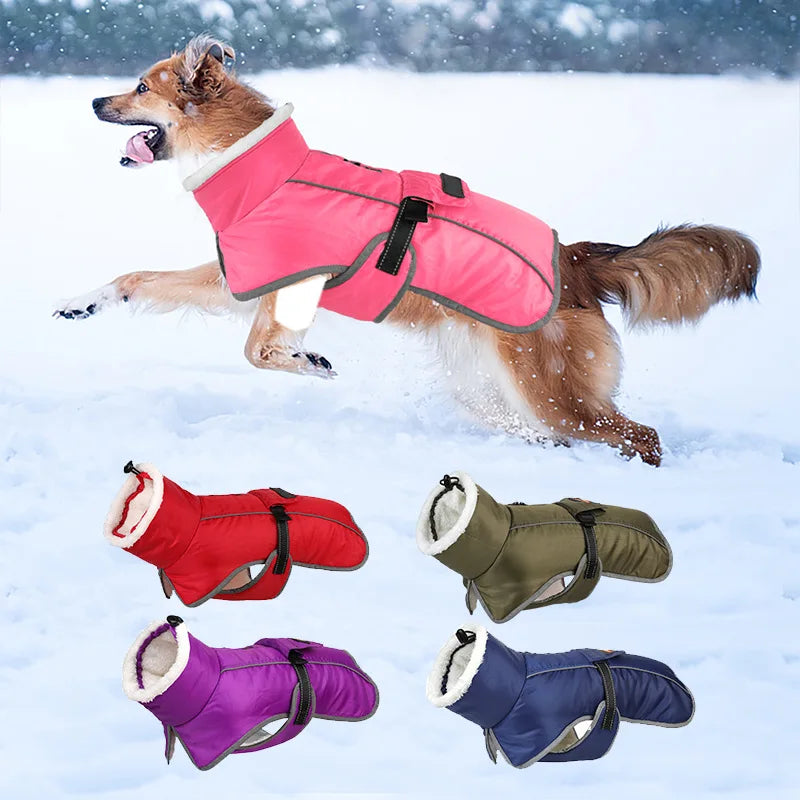 A dog wearing a bright pink reflective winter coat running in the snow, with several other colored coats displayed below.