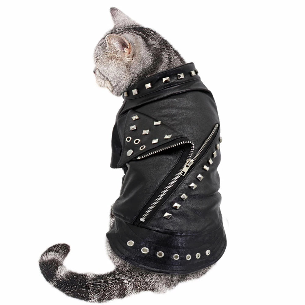 A gray cat wearing a black PU leather dog jacket with silver studs and zippers.