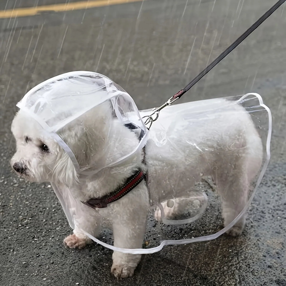 Un perro blanco vistiendo un impermeable transparente mientras camina bajo la lluvia.