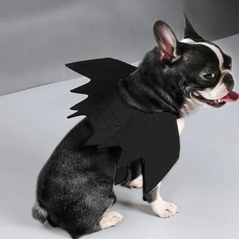 Un chat noir portant une cape d'aile de chauve-souris noire et des pattes blanches.