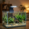 Klares Glasaquarium mit Wasserpflanzen und Steinen, beleuchtet durch eine schwarze Clip-Lampe.