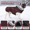A fawn-colored French Bulldog wearing a maroon winter coat with gray collar and black accents in the snow.