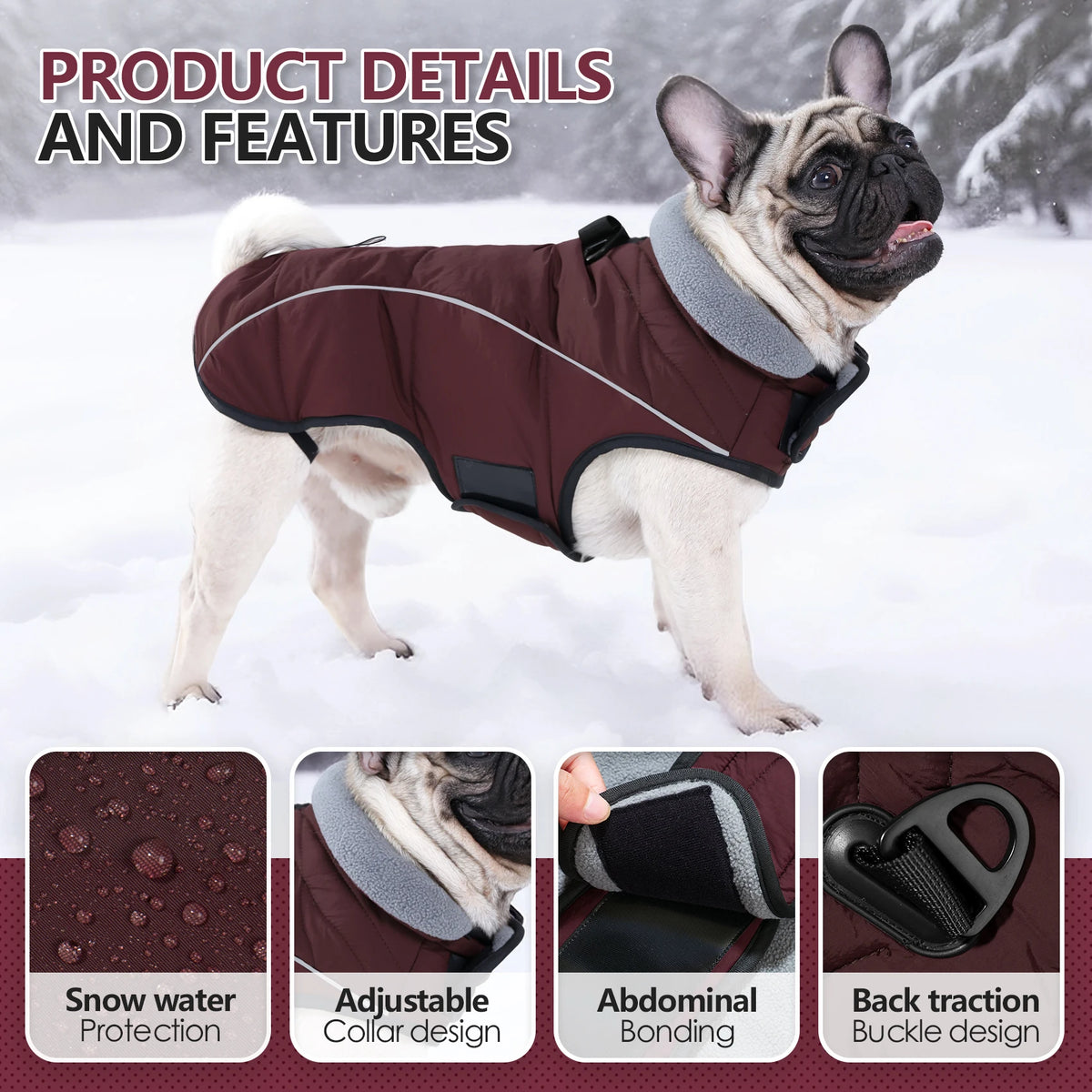A fawn-colored French Bulldog wearing a maroon winter coat with gray collar and black accents in the snow.