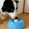 A black and white dog is interacting with a blue slow feeder bowl containing a white ball on a wooden floor.