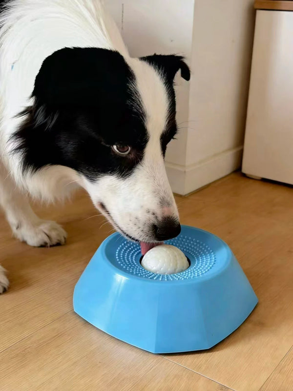 A black and white dog is interacting with a blue slow feeder bowl containing a white ball on a wooden floor.