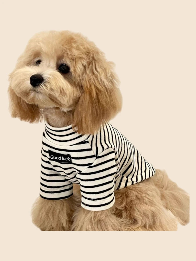 A light golden doodle dog wearing a black and white striped thermal sweater.