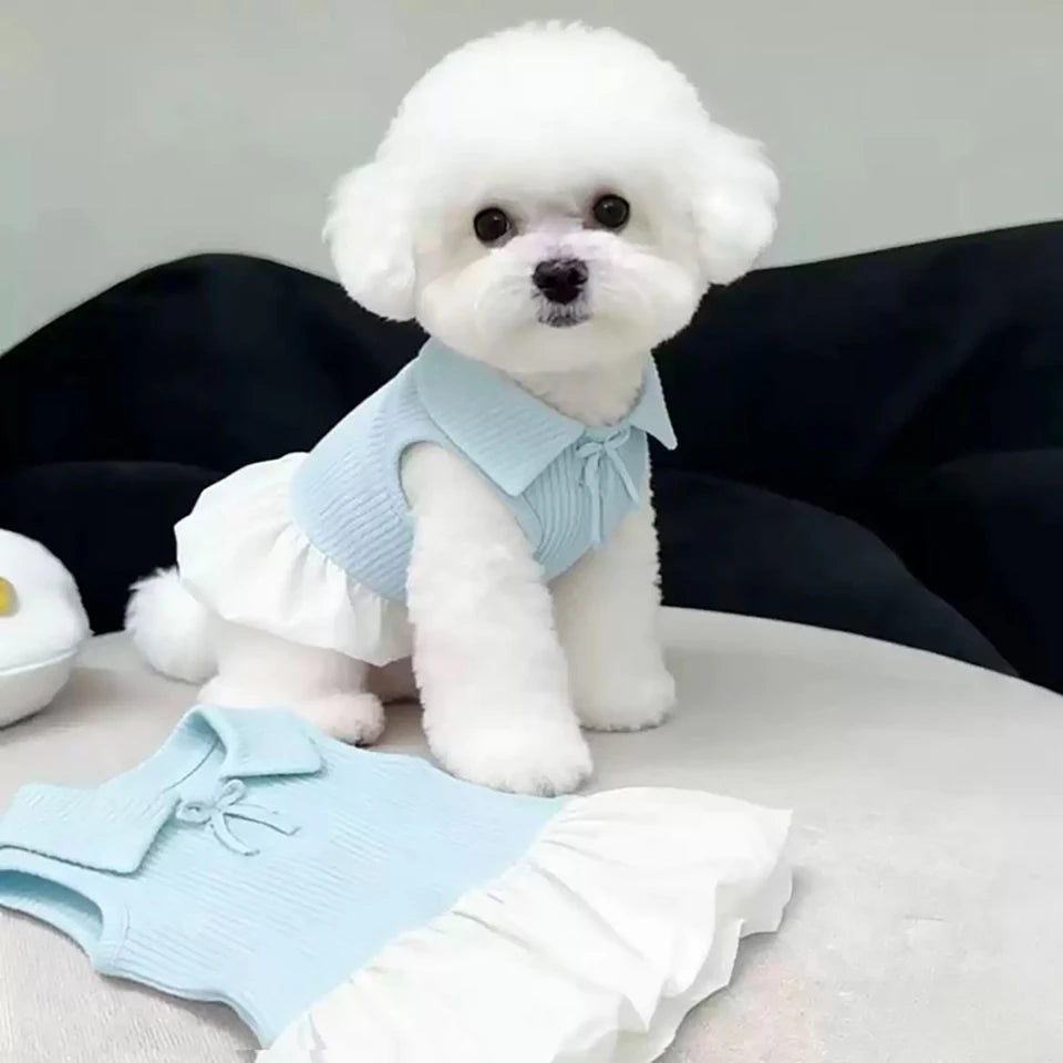 A white poodle wearing a light blue summer lightweight polo dress and matching bottoms.