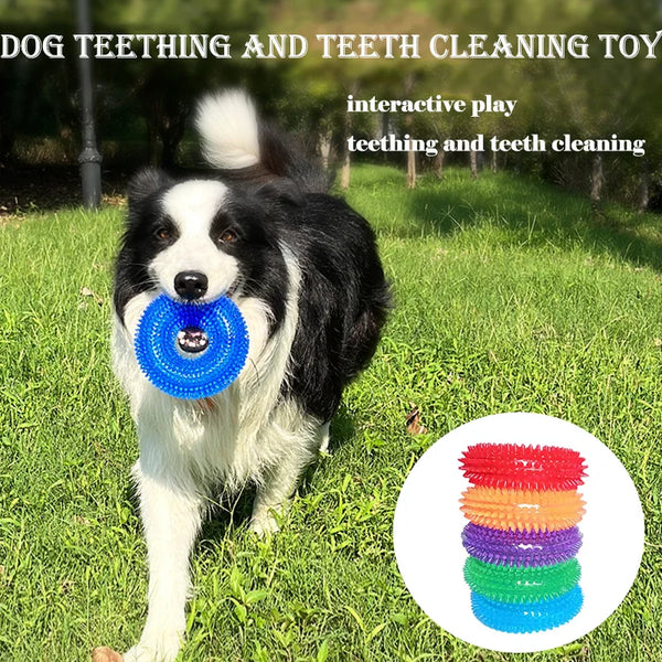 A black and white dog is interacting with a blue spiky squeaky toy for dog teething and teeth cleaning.