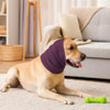 A light brown dog is lying on a white rug wearing a purple soothing ear muff.