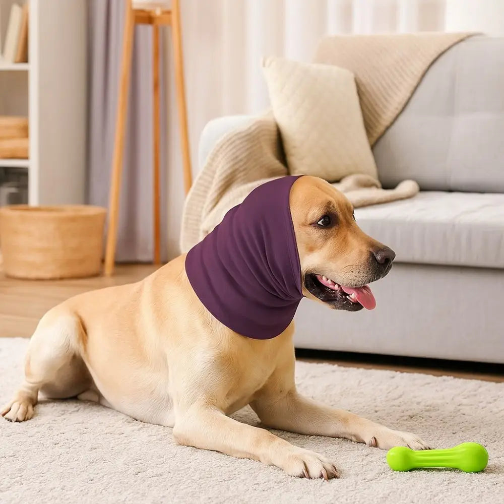 A light brown dog is lying on a white rug wearing a purple soothing ear muff.