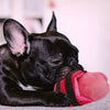 A black French Bulldog puppy is lying down and chewing a pink plush dog toy.