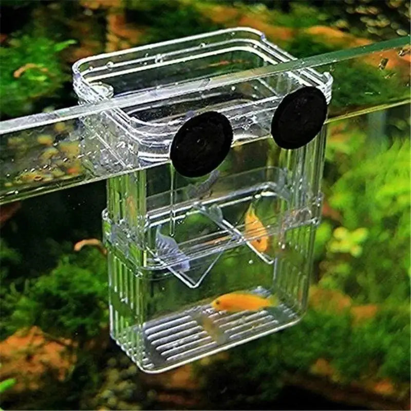 Un bac d'isolement de reproduction transparent pour guppies suspendu dans l'eau d'un aquarium.