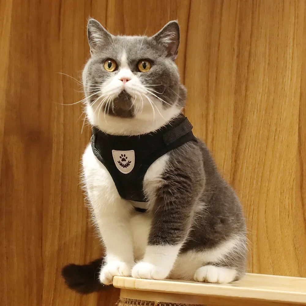 A gray and white cat wearing a black harness with a white paw print design.