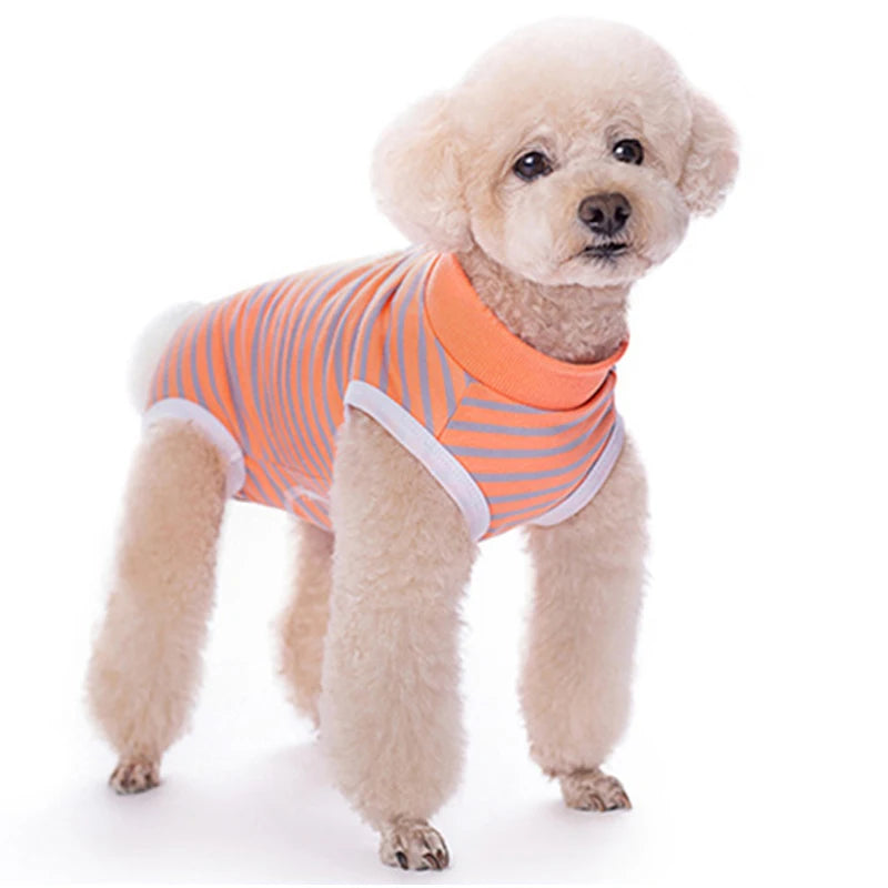 A light tan poodle wearing an orange and white striped cotton recovery suit.