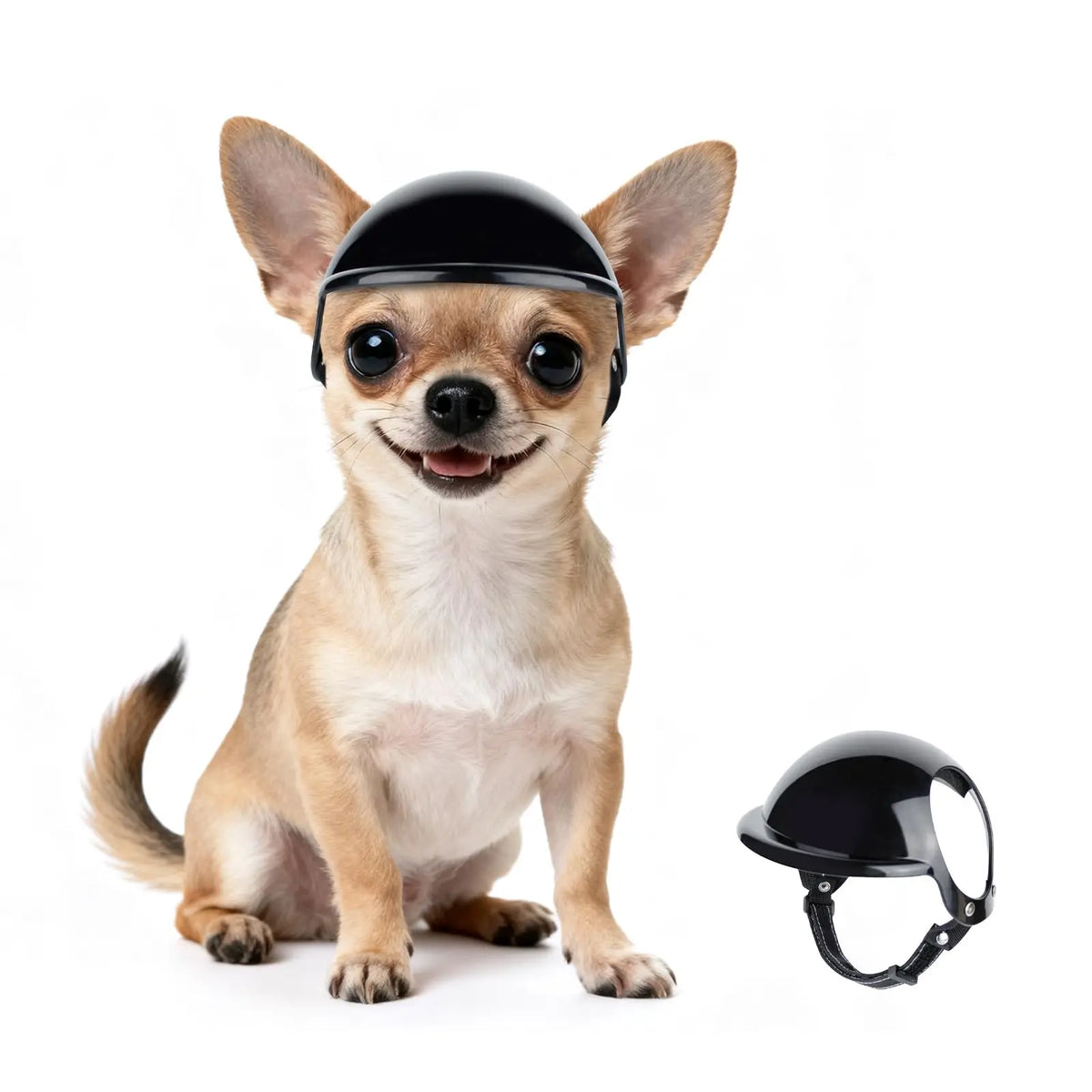 A small fawn-colored dog wearing a black pet safety helmet and goggles.
