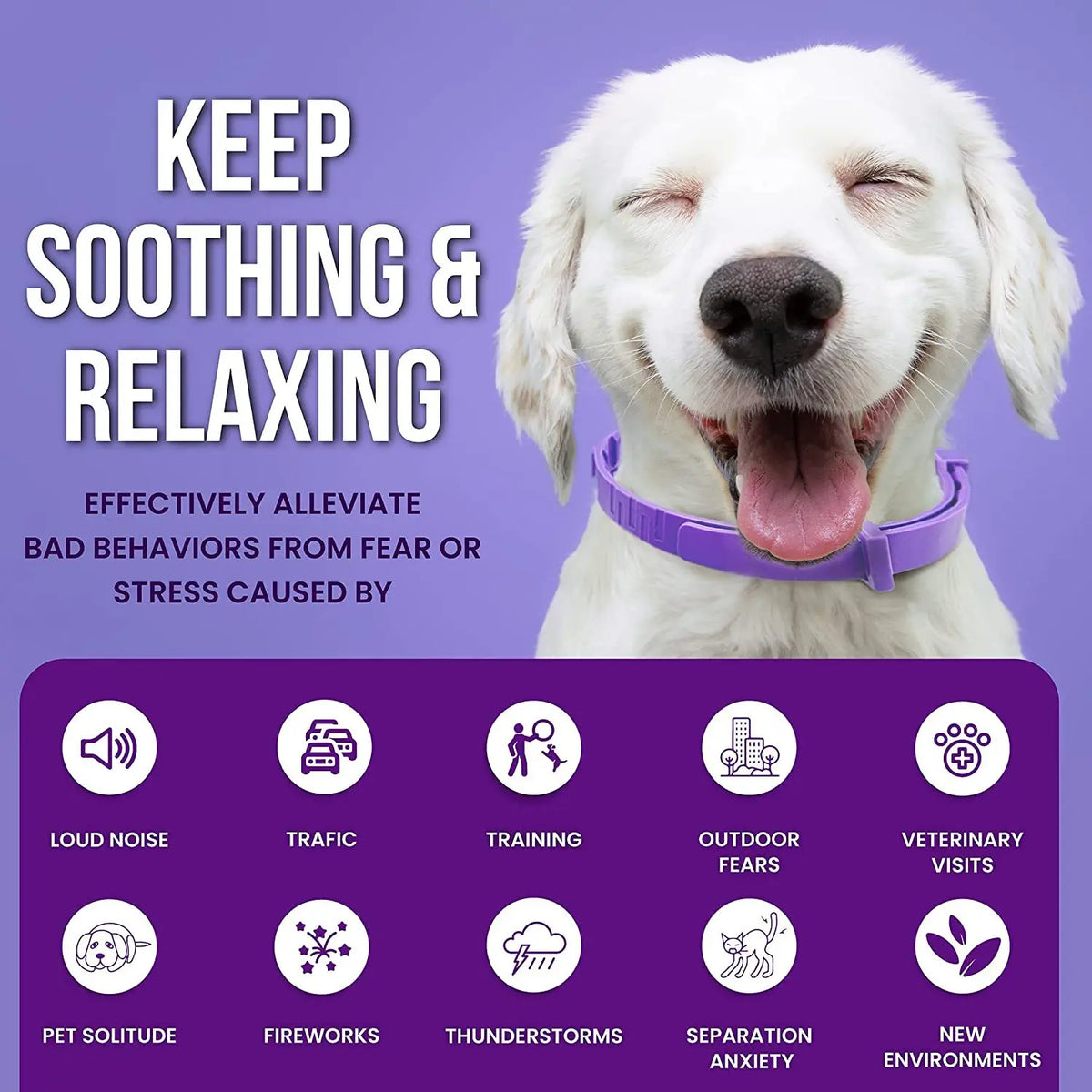 A happy white dog wearing a purple calming collar, illustrating relief from fear or stress.