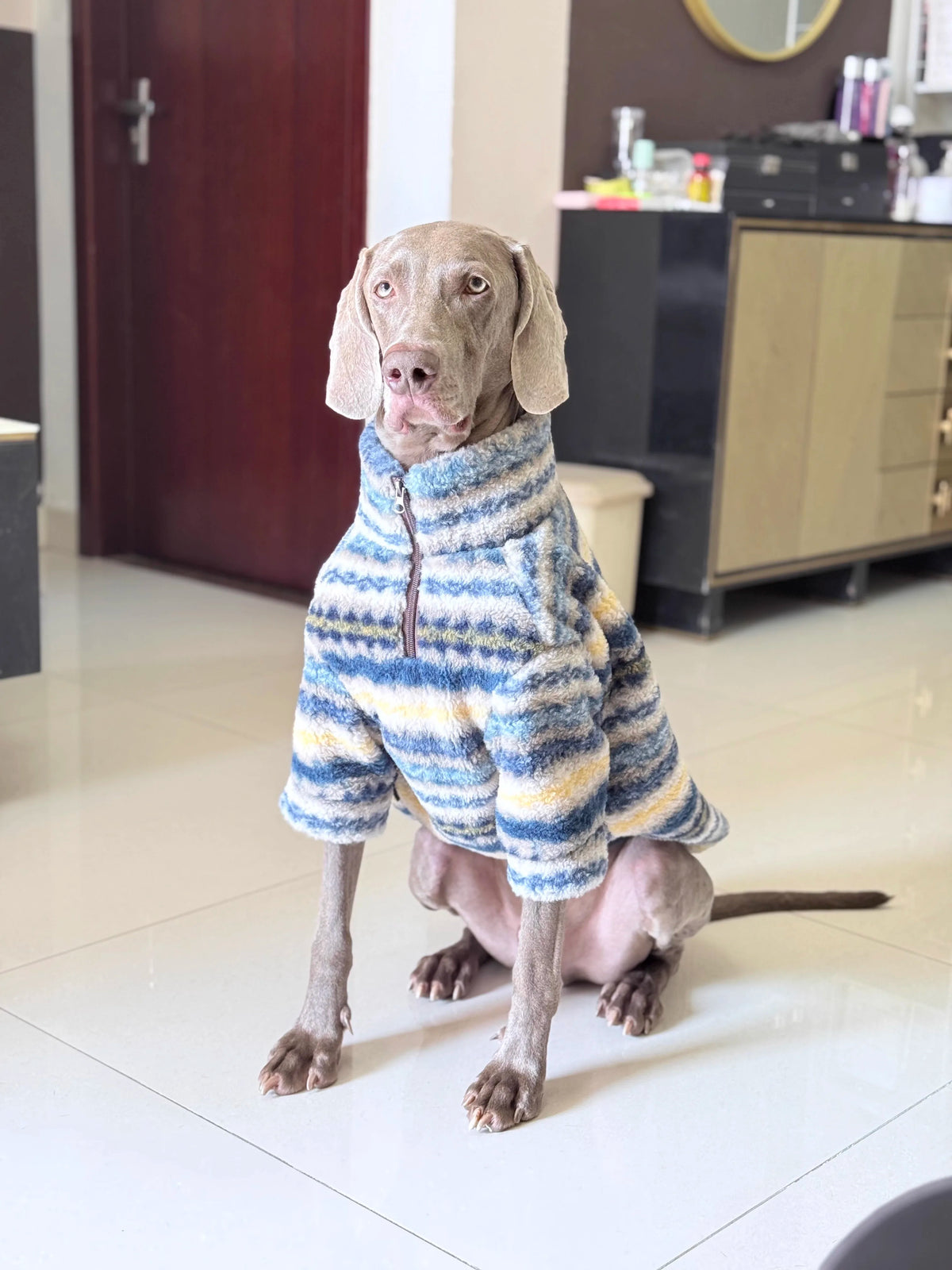 A light-colored dog is sitting on a floor, wearing a blue and yellow striped thermal fleece sweater.