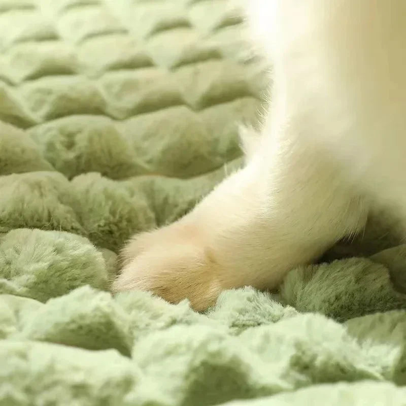 A close-up of a white dog paw resting on a green orthopedic memory foam dog bed.