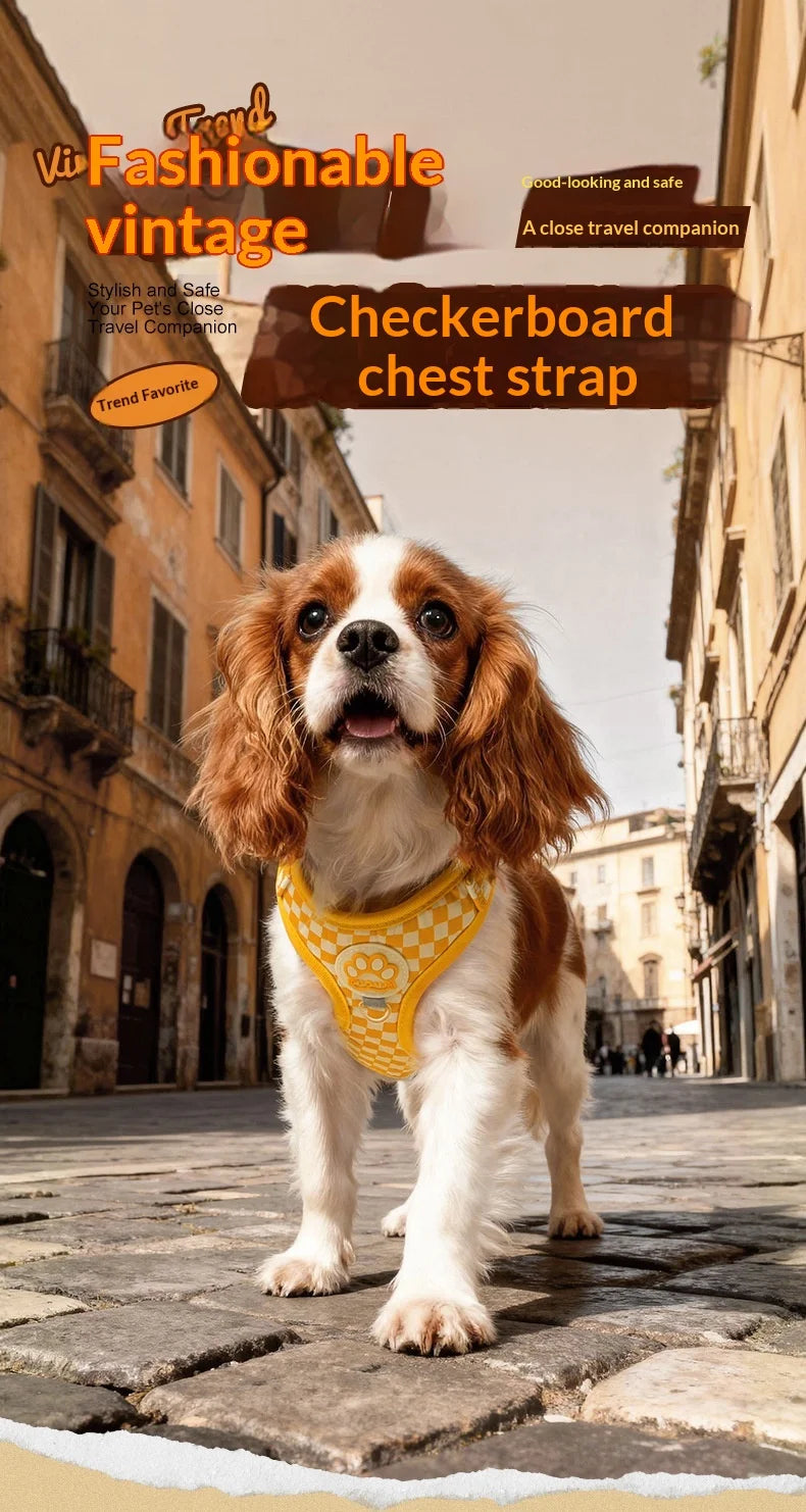 A Cavalier King Charles Spaniel wearing a yellow checkered chest strap harness outdoors