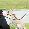 Two dogs walking on a leash, one black and one light-colored, in a grassy outdoor area.