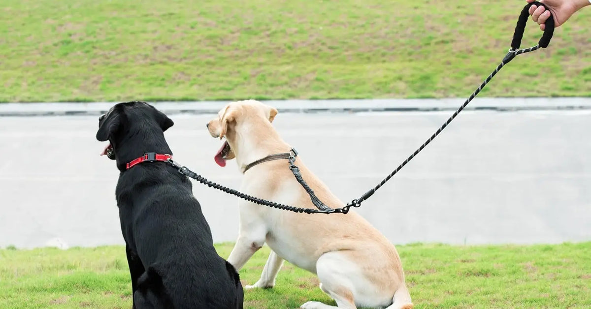 Two dogs walking on a leash, one black and one light-colored, in a grassy outdoor area.