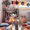 A fluffy dog wearing a plaid bowtie collar and harness sitting in front of carved pumpkins.