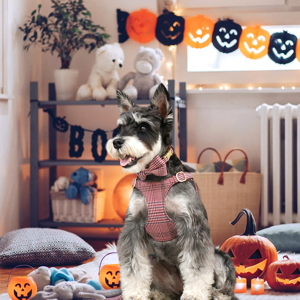 A fluffy dog wearing a plaid bowtie collar and harness sitting in front of carved pumpkins.