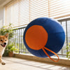 A fluffy dog is looking at a large blue and orange interactive herding ball resting on a windowsill.