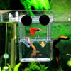 Bocal transparent d'isolement de reproduction contenant de petits poissons comme des guppis dans un environnement aquatique v