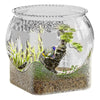 Bocal à poisson en verre clair avec un paysage miniature de plantes et un animal rayé.
