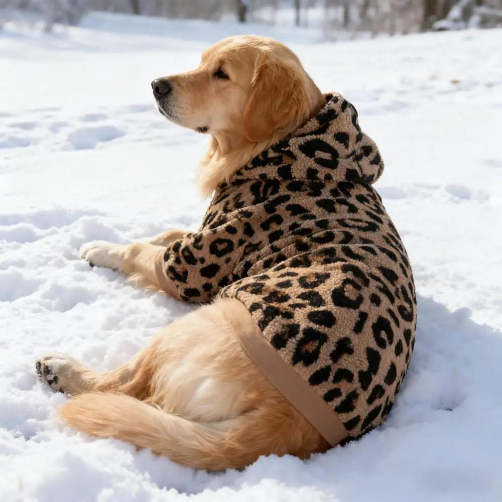 A golden retriever wearing a leopard print fleece dog hoodie lying in the snow.