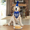 Un golden retriever portant un chapeau de fête bleu et un bandana à carreaux bleus pour un gâteau.