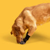 A light brown dog is wearing black non-slip socks while positioned on a yellow surface.