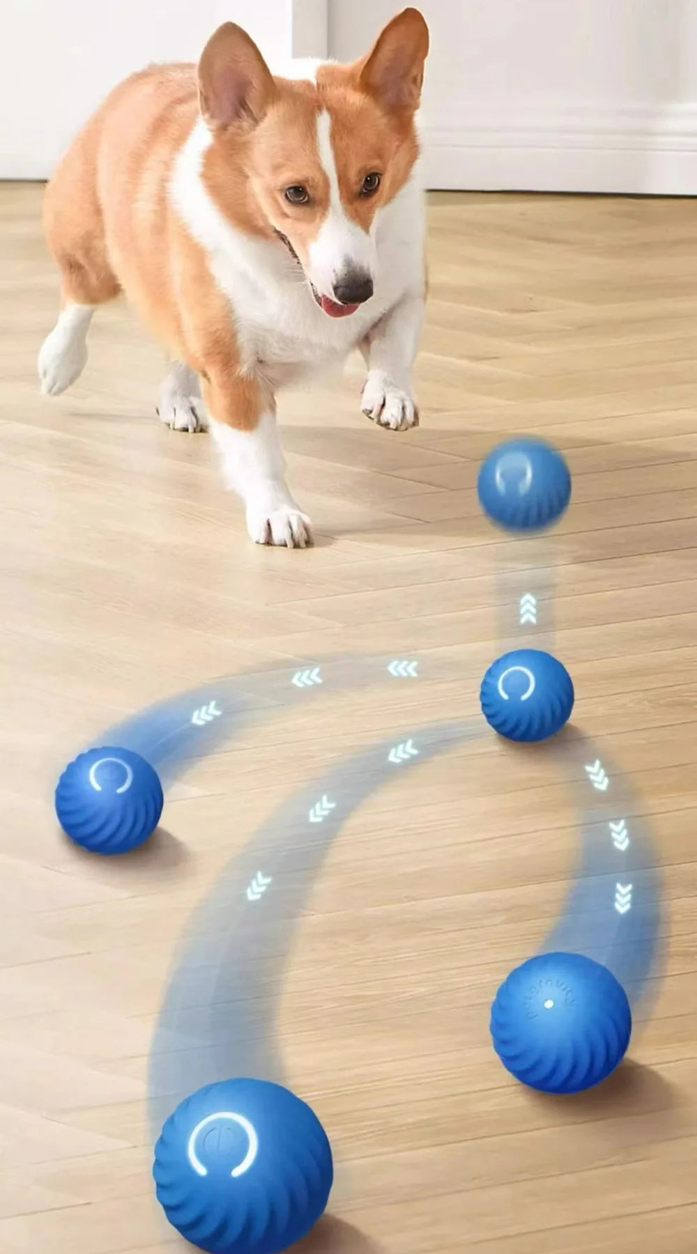 Ein orange-weißes Hund springt über eine Reihe blauer Spielbälle auf einem Holzfußboden.