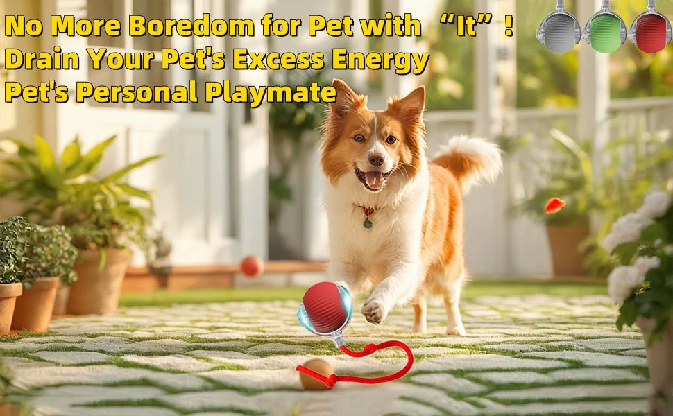 A happy dog plays with an interactive motion sensor cat ball and red string toy outdoors.