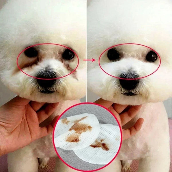 A close-up of a dog's face showing the eye and ear area, with a hand holding pet eye and ear cleaning wipes.