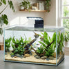 Klares Glasakvarium mit Wasserpflanzen und einer schwarzen LED-Clip-Lampe auf hellem Substrat.