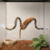 A small lizard is suspended from a suction cup hammock over a substrate with a plant.
