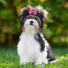 A fluffy black and white dog wearing a pink bow sitting on green grass.