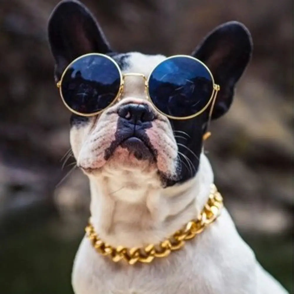 Ein weißer Hund mit Sonnenbrille und goldener Halskette blickt auf.