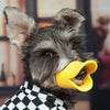 A gray dog wearing a yellow muzzle for training.
