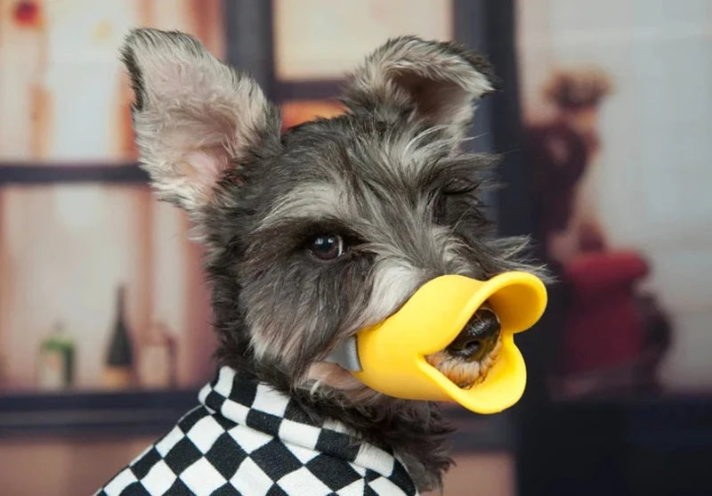 A gray dog wearing a yellow muzzle for training.