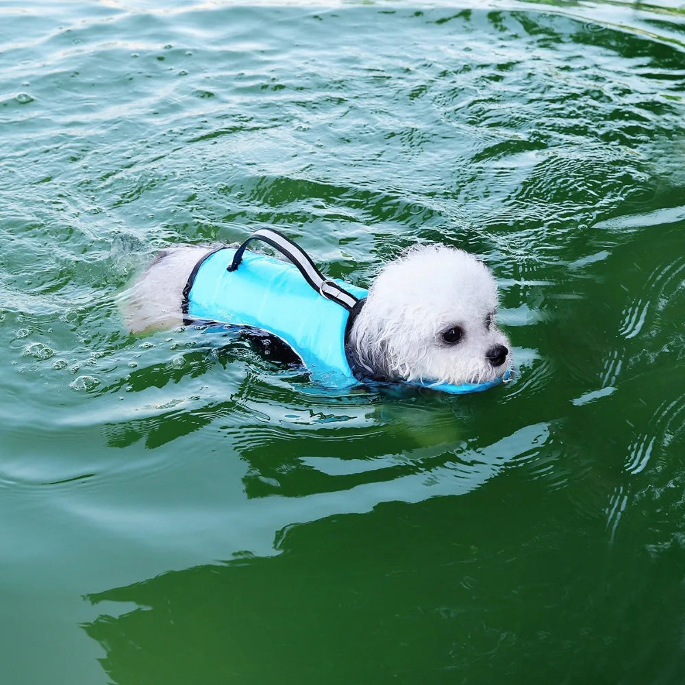 A white fluffy dog wearing a bright blue life jacket swims in green water.