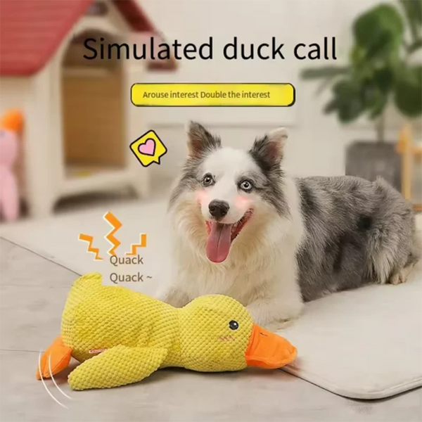A fluffy white and gray dog sits next to a yellow plush duck toy.