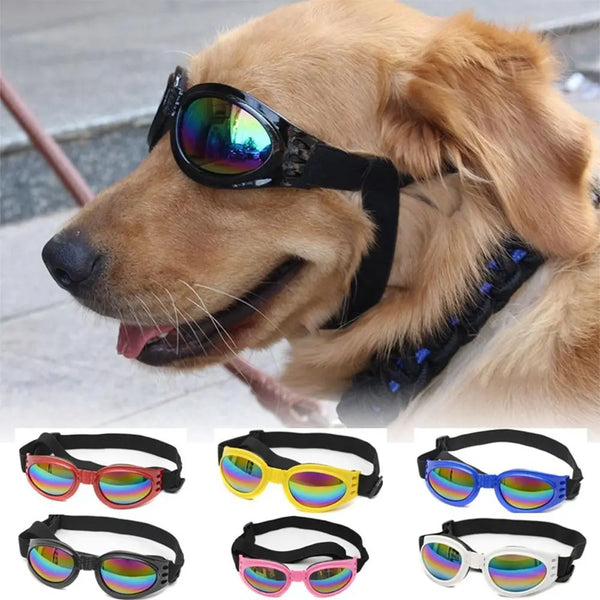 A golden retriever wearing a black pet sunglasses with colorful lenses.
