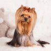 A fluffy, light brown dog with long hair is wearing an orange bow accessory.