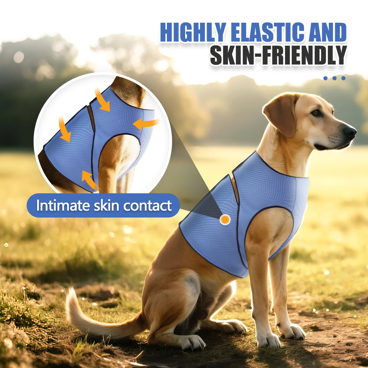 Hund trägt eine blaue elastische Weste für den intimen Hautkontakt, gezeigt im Freien.