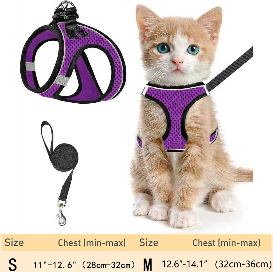 Un pequeño gatito atigrado naranja vistiendo un arnés de mascota morado y mirando a la cámara.