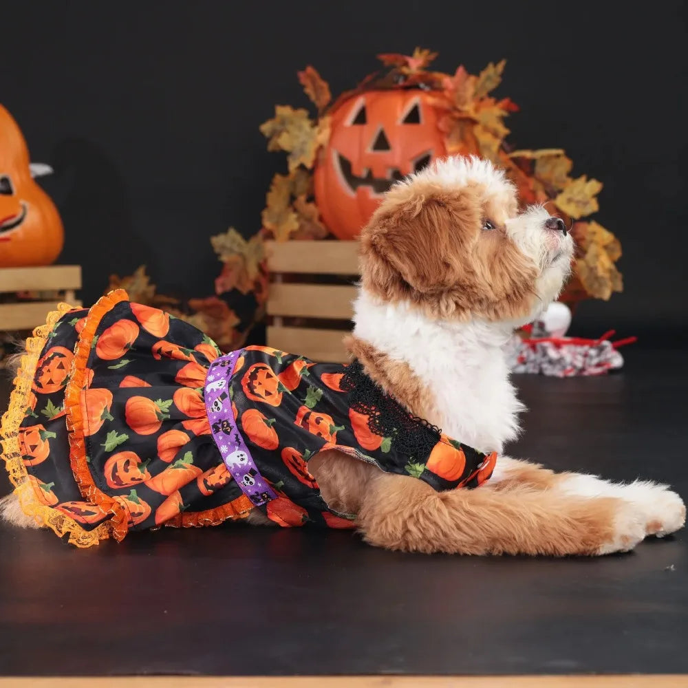 A fluffy light brown dog is wearing an orange pumpkin lace dress in a Halloween costume against a dark background.