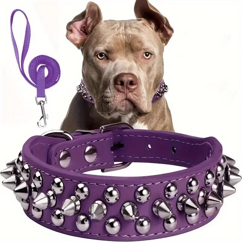 A brown dog wearing a purple studded leather collar and leash set.